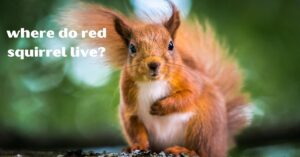 Read more about the article Where do red squirrels live-Surprising Facts must know