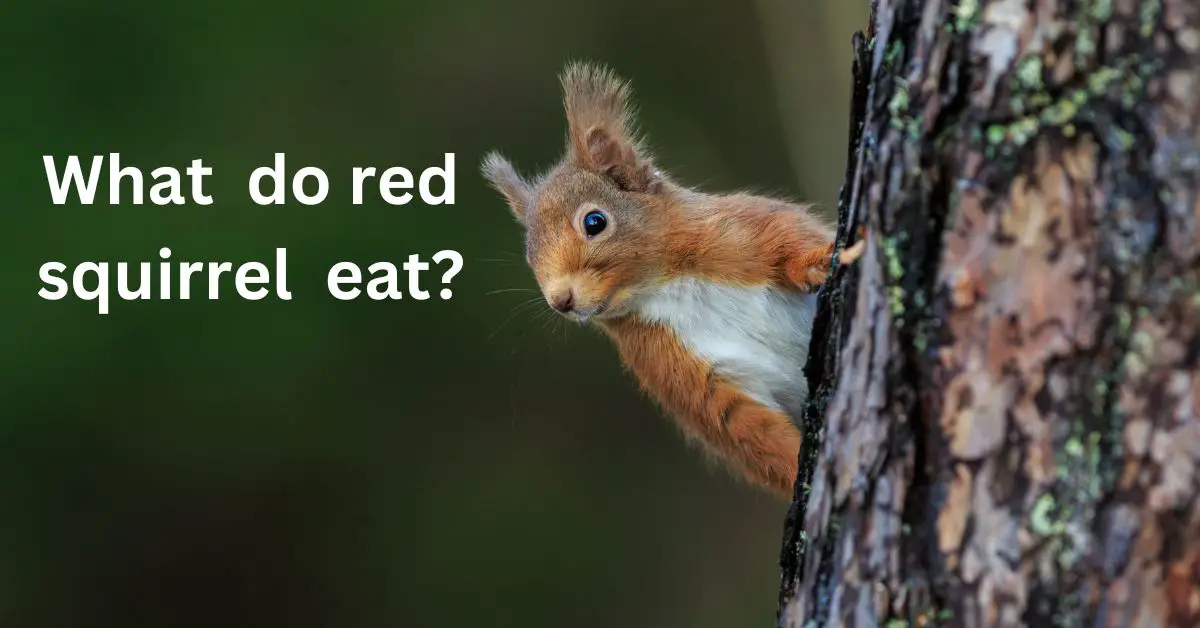 Read more about the article What do the red squirrels eat-Detailed Guide