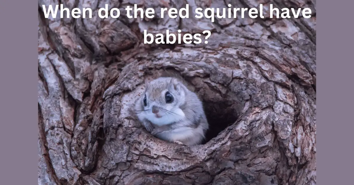 Read more about the article When do the red squirrels have babies?