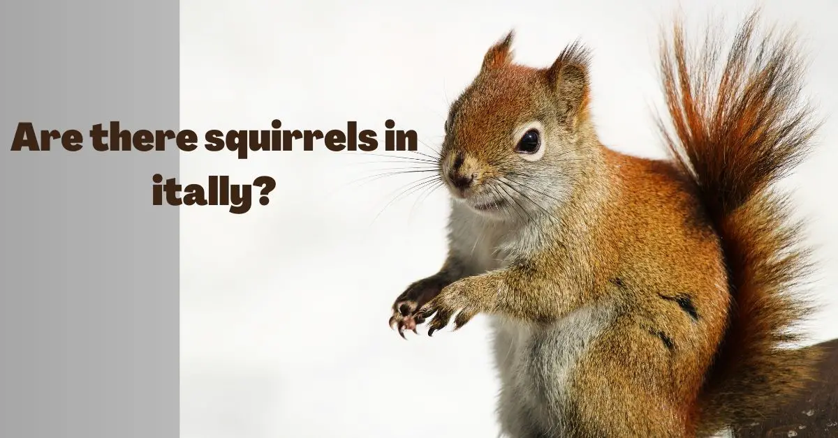 Read more about the article Are there squirrels in Italy?