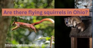 Read more about the article Are there flying squirrels in Ohio-Surprising Fact must know