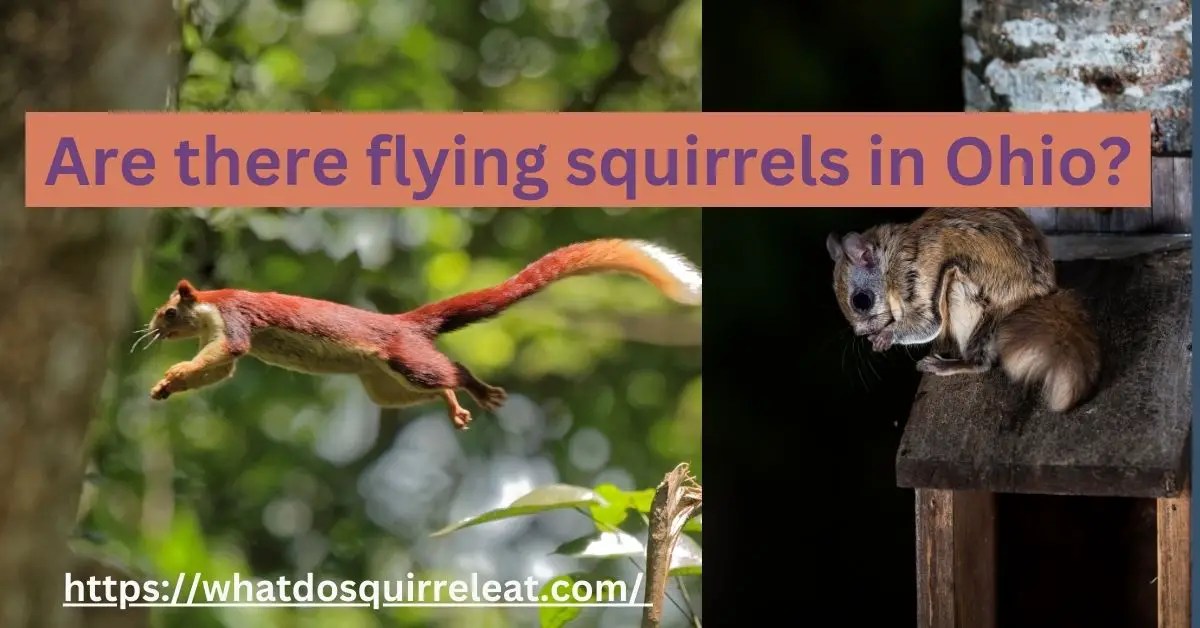 You are currently viewing Are there flying squirrels in Ohio-Surprising Fact must know