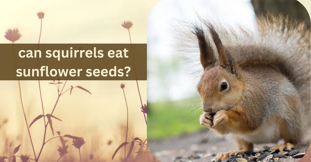 Read more about the article Can squirrels eat sunflower seeds?