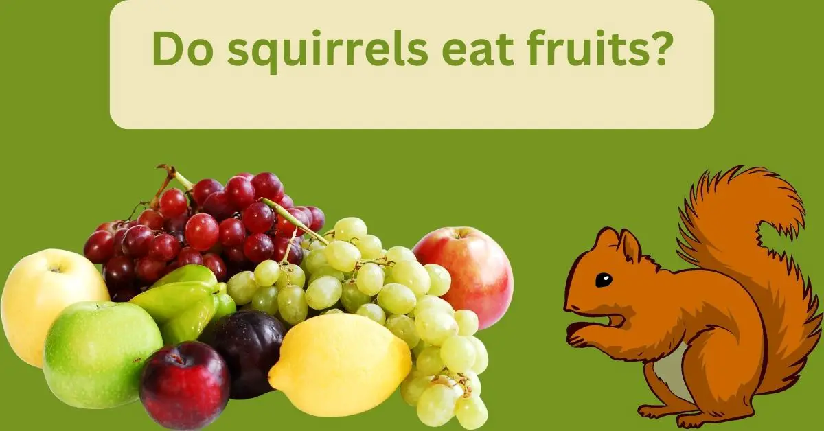 You are currently viewing Do squirrels eat fruits? Interesting facts