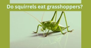 Read more about the article Do squirrels eat grasshoppers?  (Surprising Facts must know)