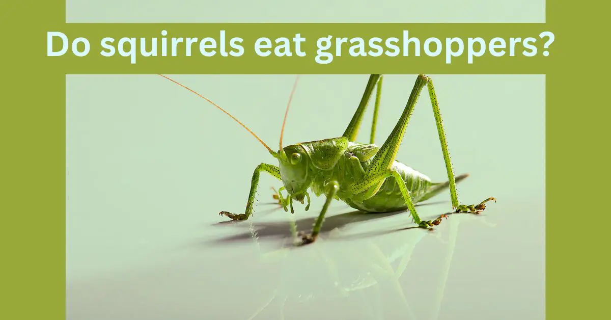 You are currently viewing Do squirrels eat grasshoppers?  (Surprising Facts must know)