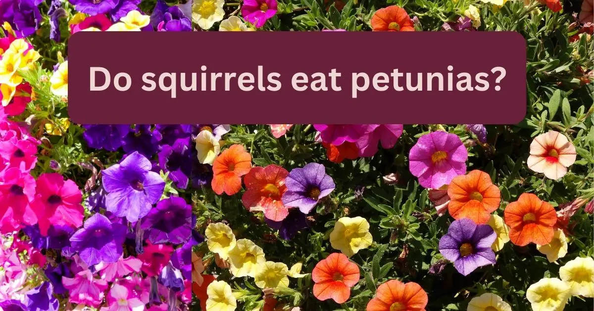 You are currently viewing Do squirrels eat petunias? Something interesting