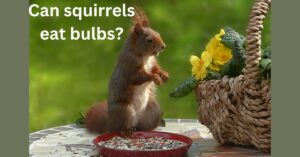 Read more about the article Can squirrels eat bulbs? Must read