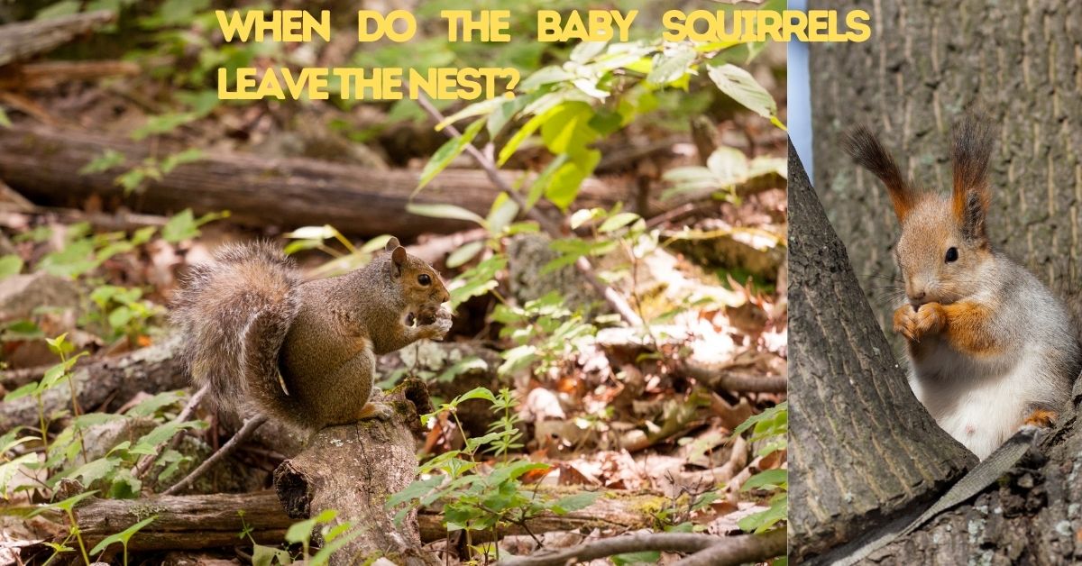 You are currently viewing When do the baby squirrels leave the nest?