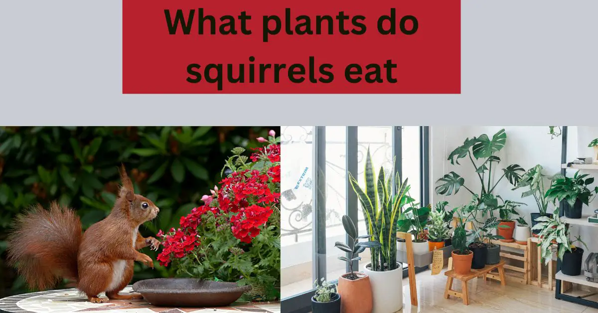 Read more about the article What plants do squirrels eat-Something Secret