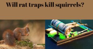 Read more about the article WILL RAT TRAPS KILL SQUIRRELS? Detailed answer