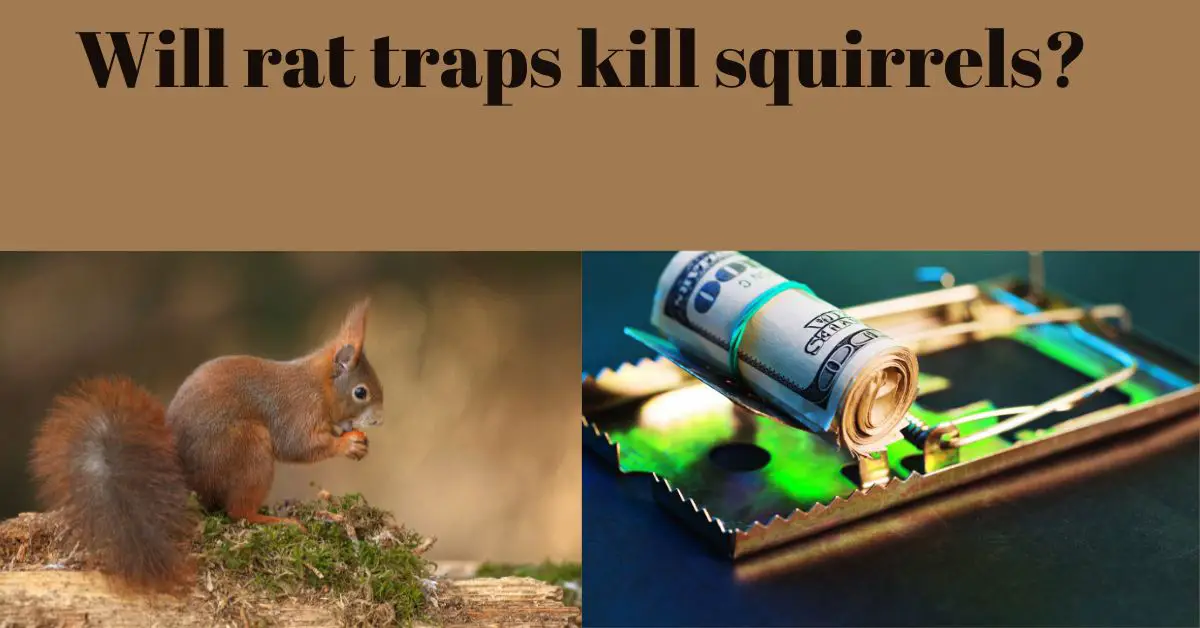 You are currently viewing WILL RAT TRAPS KILL SQUIRRELS? Detailed answer