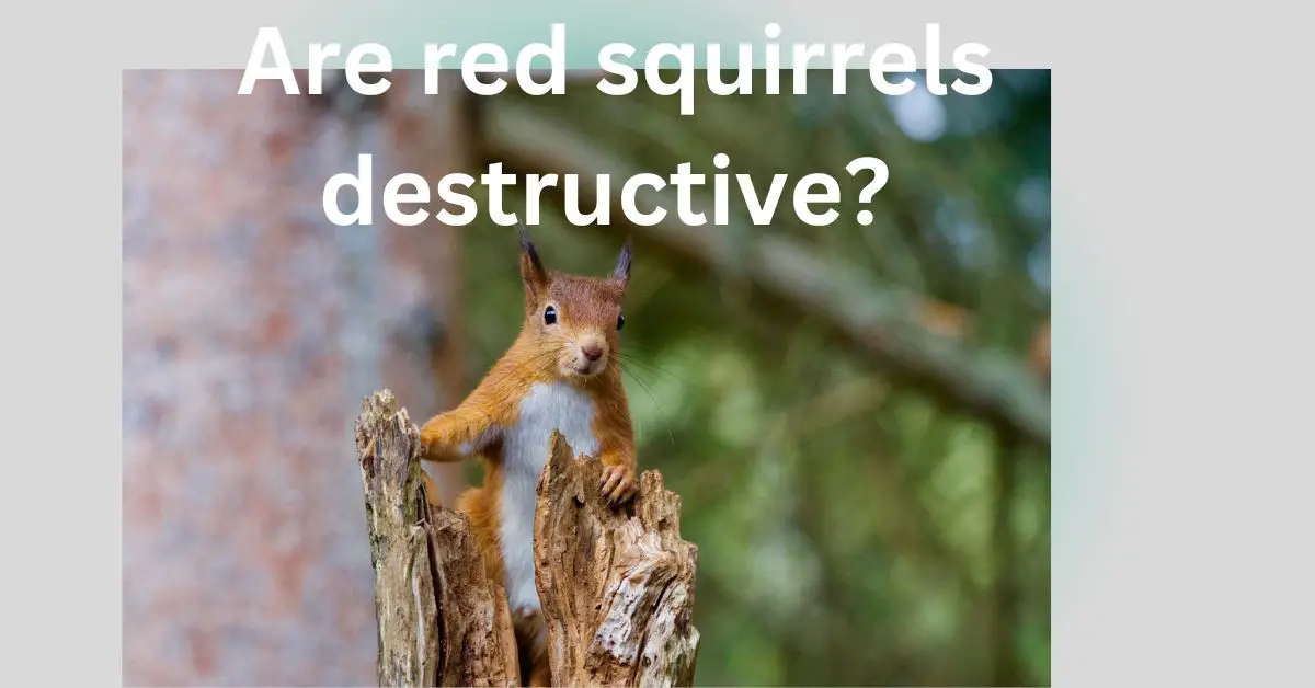 You are currently viewing Are red squirrels destructive?