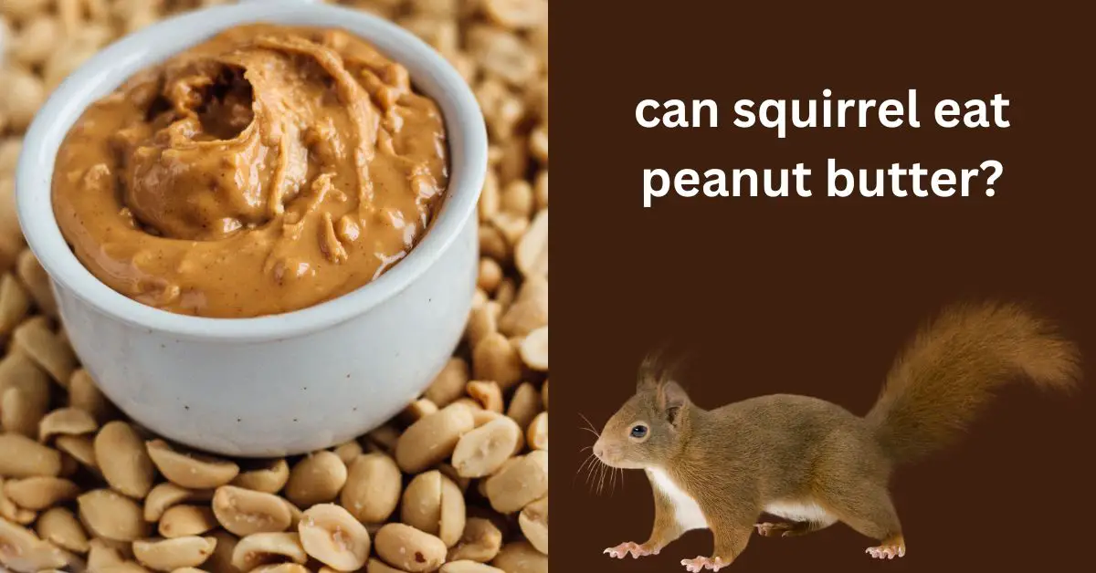 Read more about the article Can squirrels eat peanut butter?