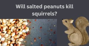 Read more about the article Will salted peanuts kill squirrels?(Comprehensive guide )