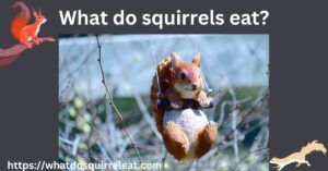 Read more about the article What do Squirrels Eat-Detailed Guide