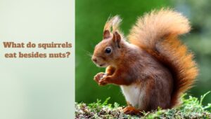 Read more about the article What do squirrels eat besides nuts?