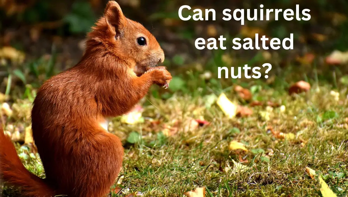 You are currently viewing Can squirrels eat salted nuts?