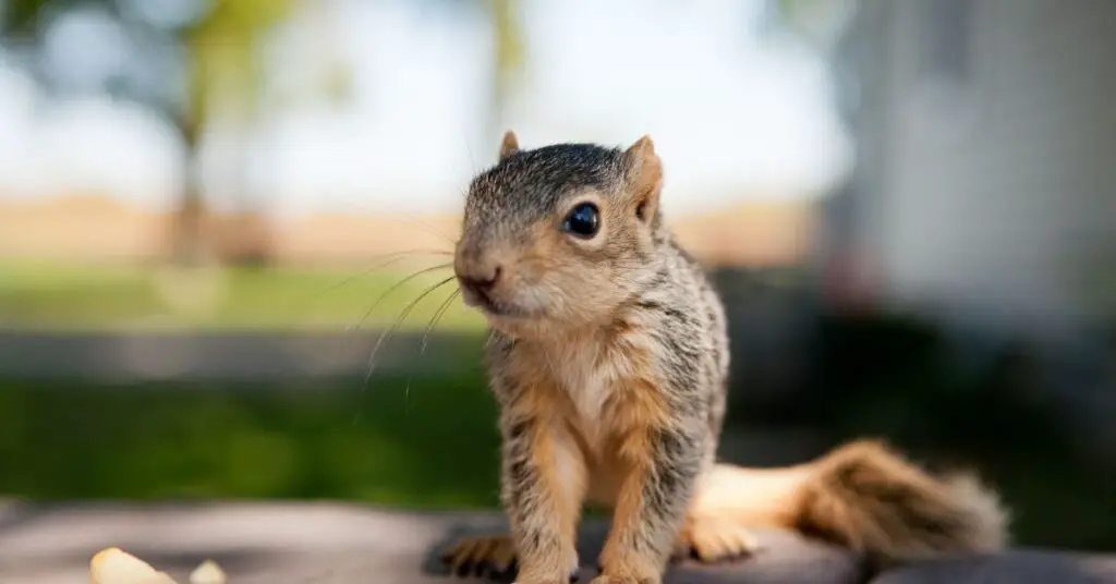 Can squirrels eat bulbs?