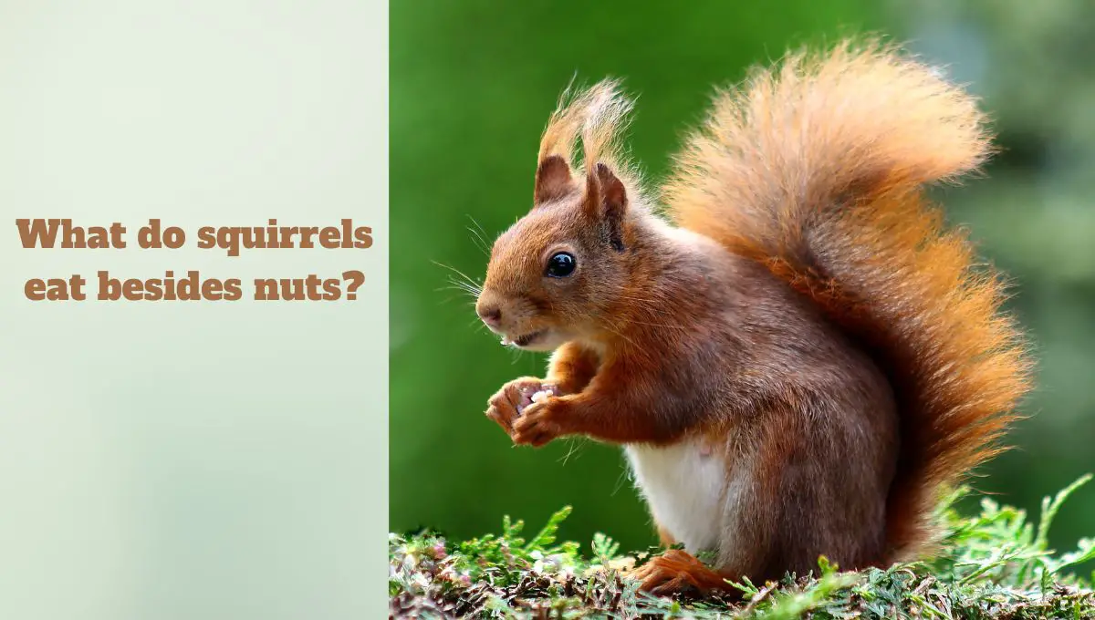 You are currently viewing What do squirrels eat besides nuts?