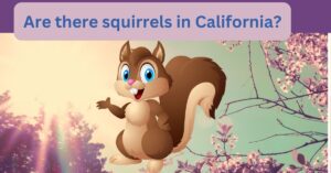 Read more about the article Are there squirrels in California? ( breathtaking details)