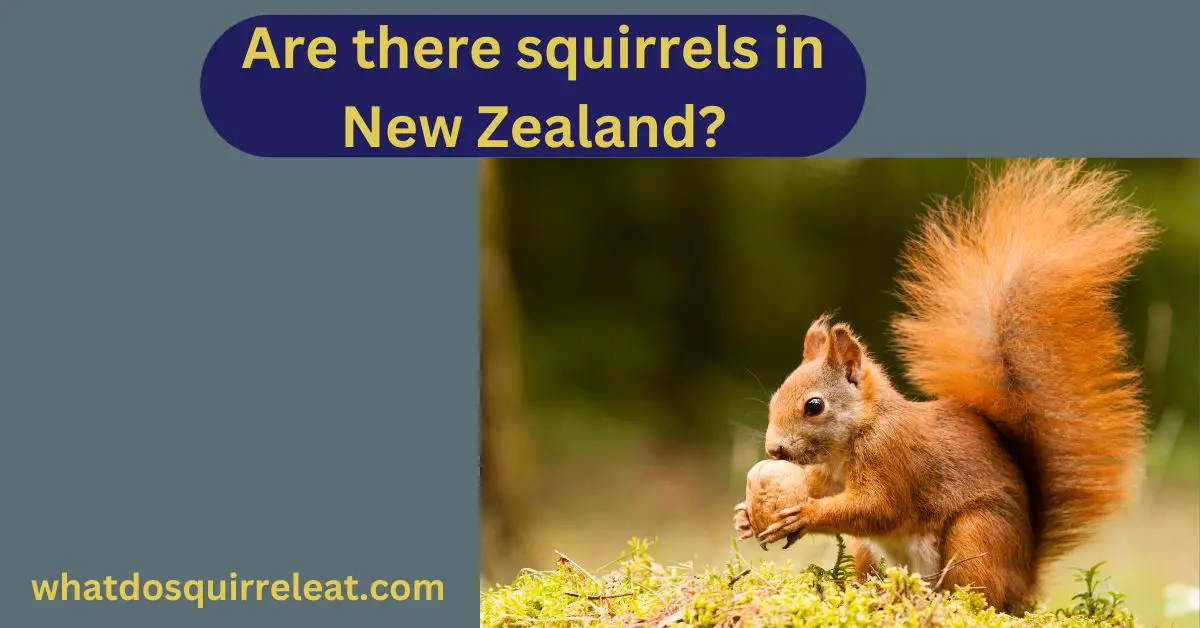 Read more about the article Are there squirrels in New Zealand? (indispensable facts)