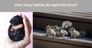 Read more about the article How many babies do squirrels have? (You’ll be astonished)