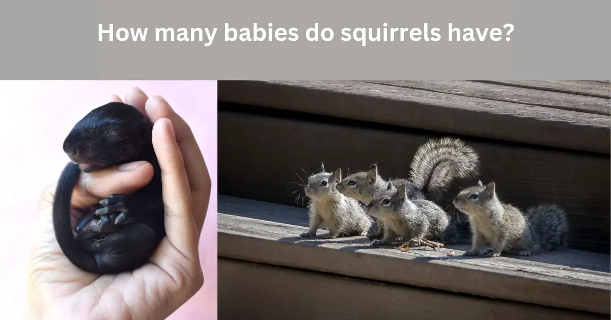 You are currently viewing How many babies do squirrels have? (You’ll be astonished)