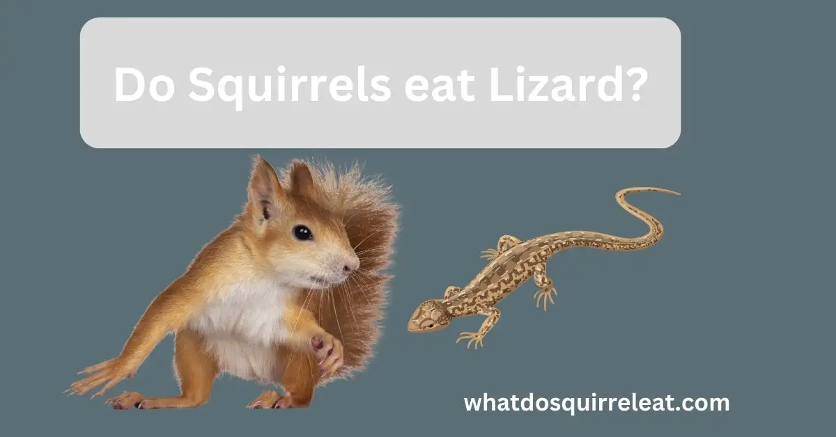 Read more about the article Do Squirrels eat Lizards-Detailed Guide