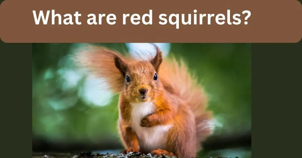 What are red squirrels?