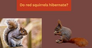 Read more about the article Do red Squirrels hibernate? Amazing Content