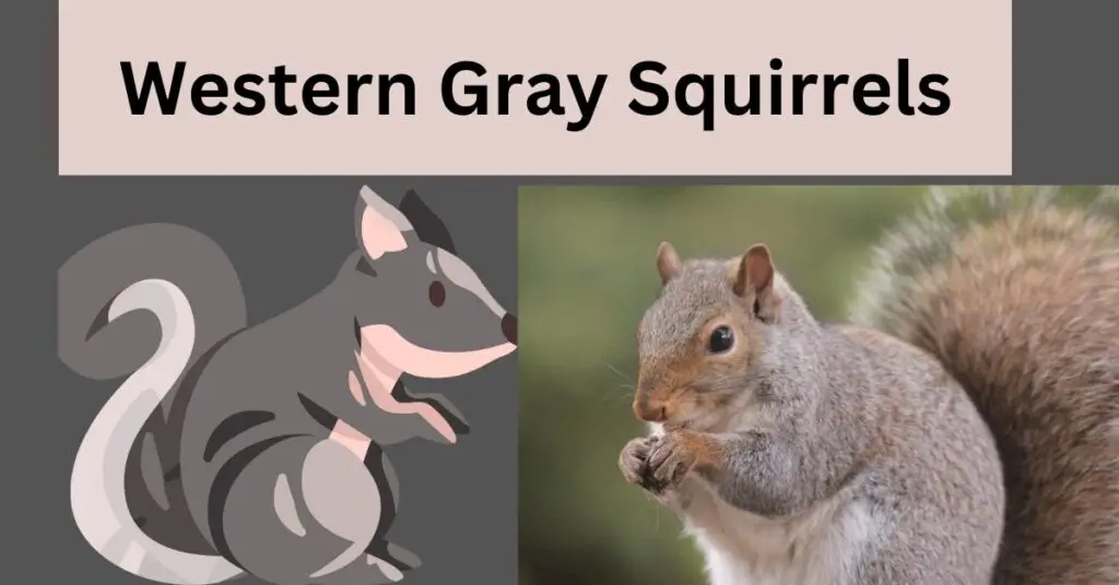 Western Gray Squirrels