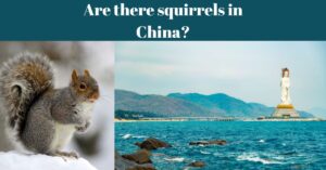 Read more about the article Are there squirrels in China-Detailed Guide