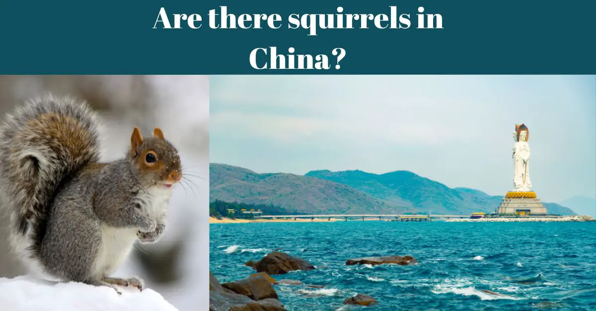 You are currently viewing Are there squirrels in China-Detailed Guide