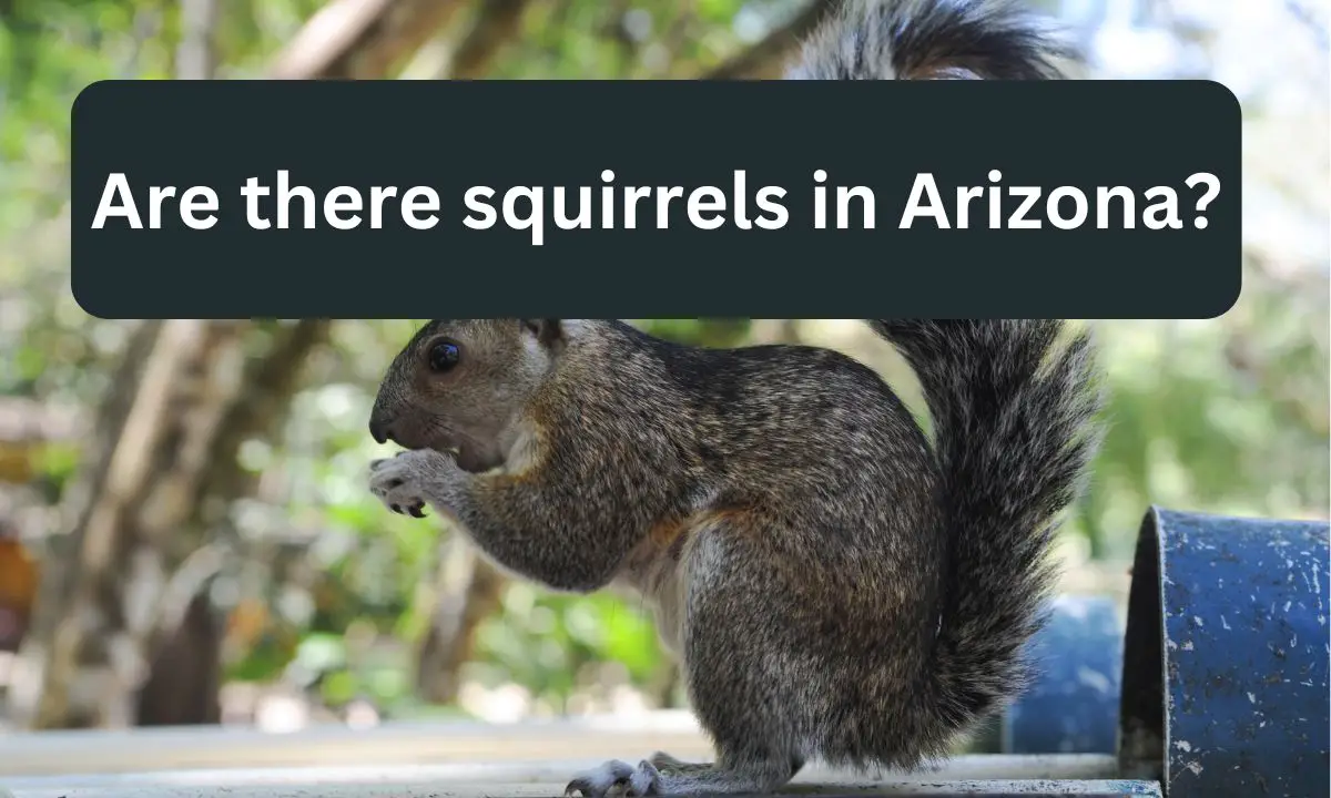 Read more about the article Are there squirrels in Arizona? (Well Researched Information)